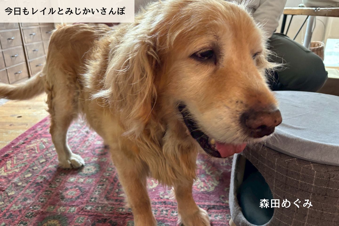 【連載】立ったまま夜を越えた日、レイルが眠りにつくまで｜森田めぐみ｜今日もレイルとみじかいさんぽ