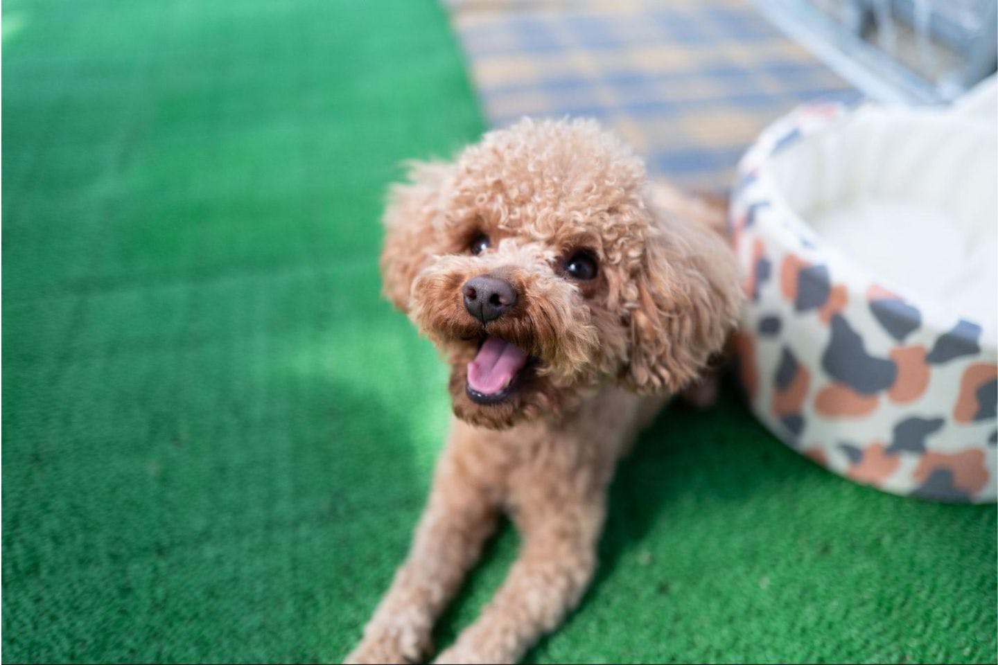 愛犬の写真 愛犬の写真