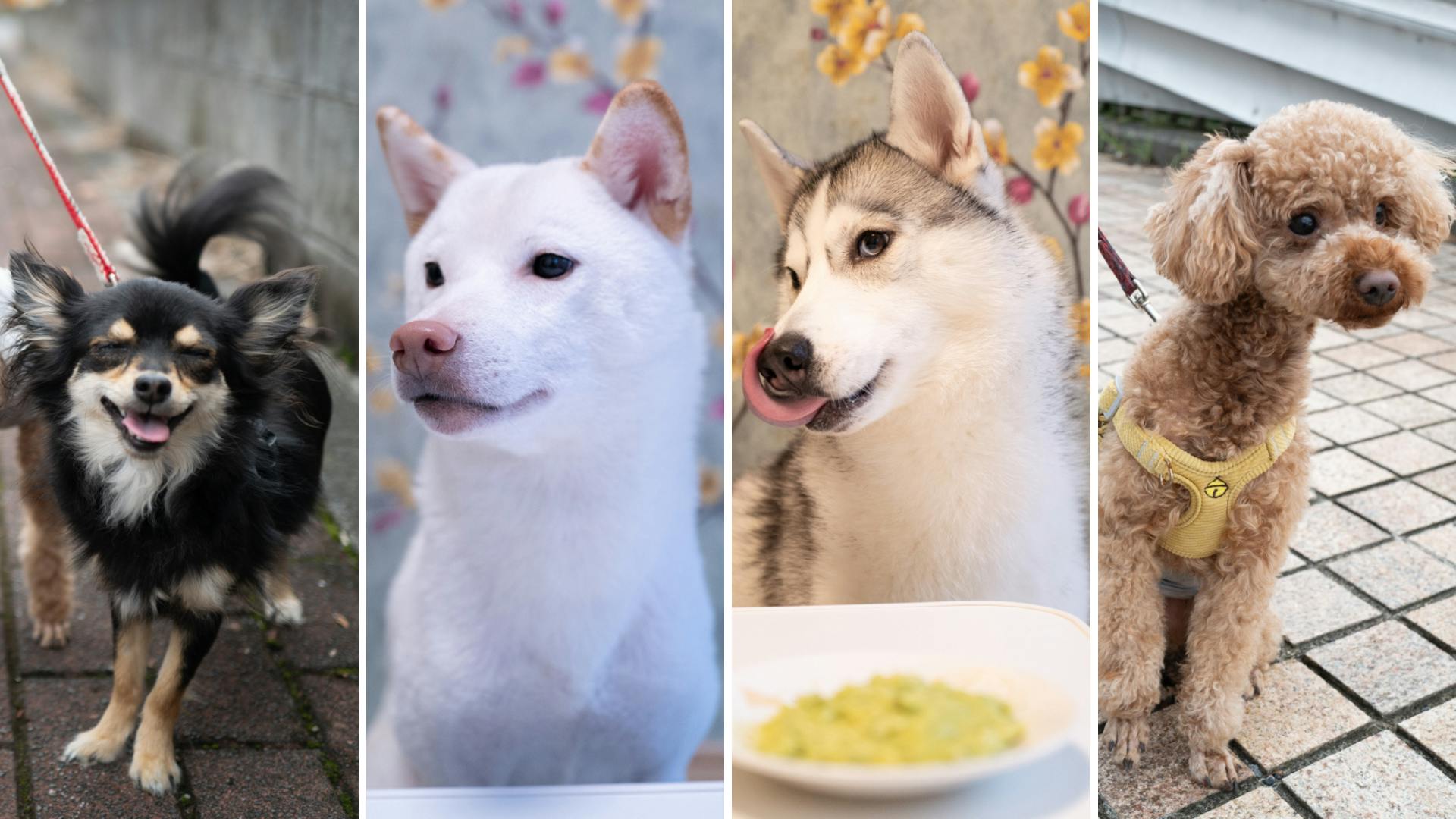 チワワ、柴犬、ハスキー、トイプードル