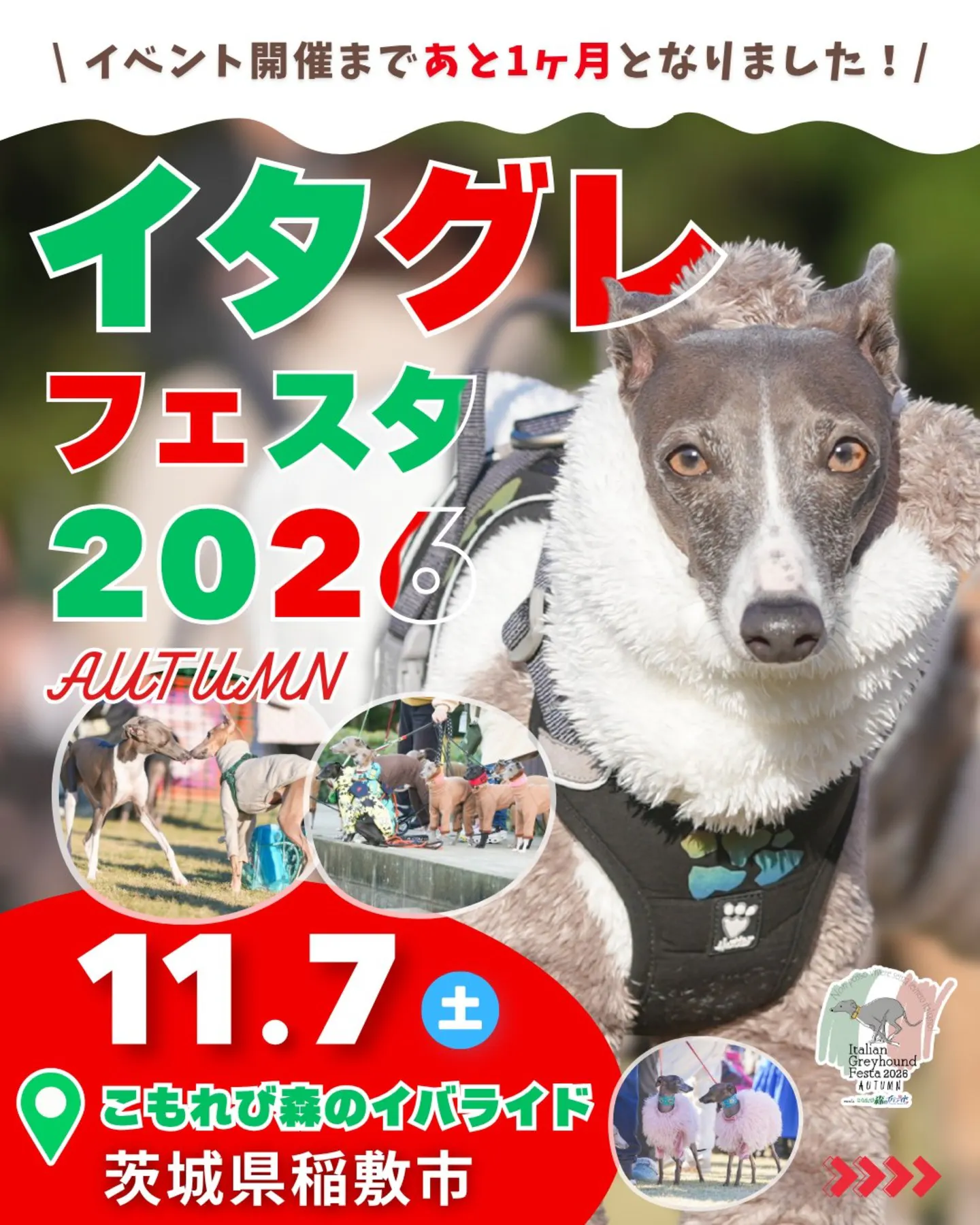 イタリアングレーハウンドフェスタ 2026 AUTUMN meets こもれび森のイバライド イタリアングレーハウンドフェスタ 2026 AUTUMN meets こもれび森のイバライド