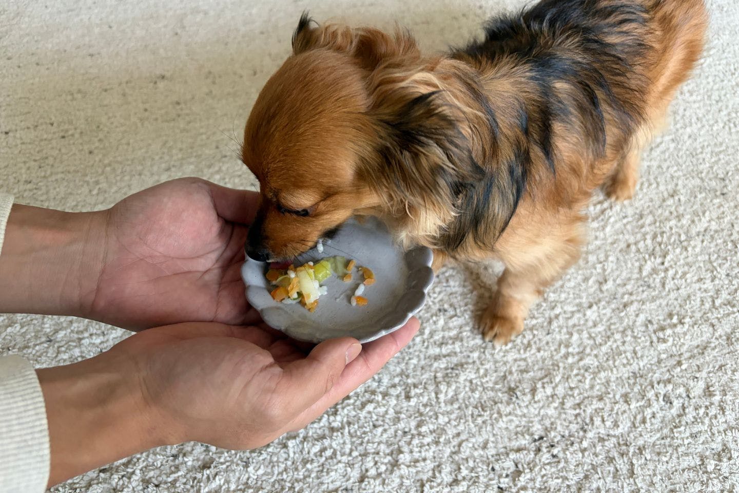 七草風おかゆを食べる犬