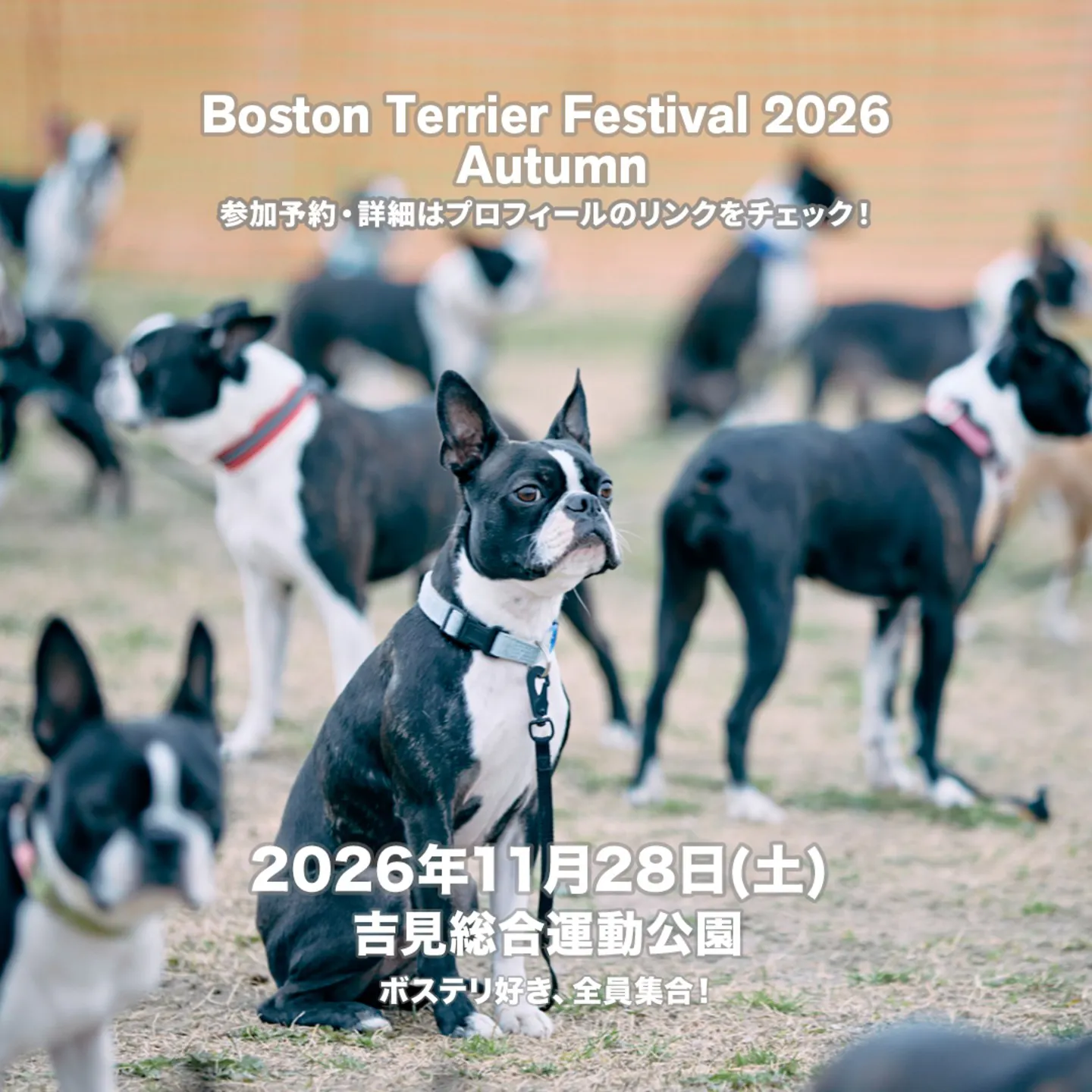Boston Terrier Festival 2026 Autumn Boston Terrier Festival 2026 Autumn