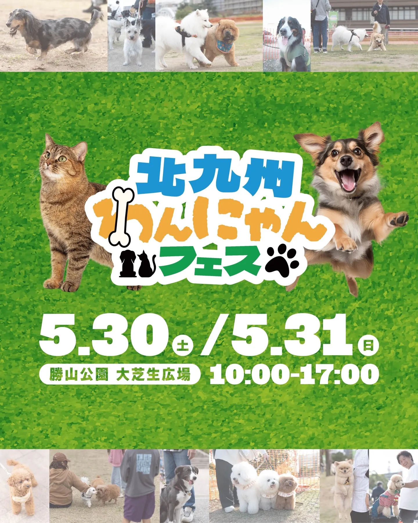 北九州わんにゃんフェス