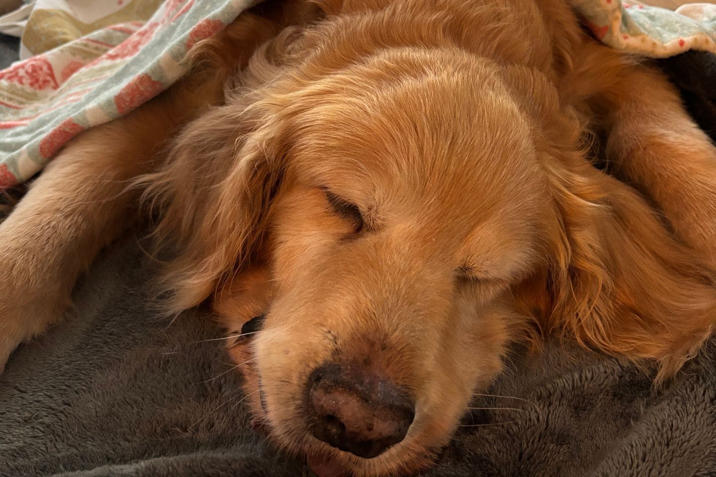 目を閉じたレイル