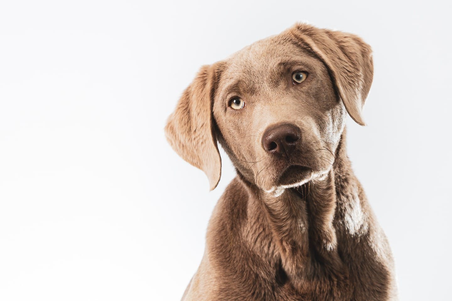 犬は本当にすぐ忘れる？ 何年残る？ 犬の「短期記憶」と「長期記憶」