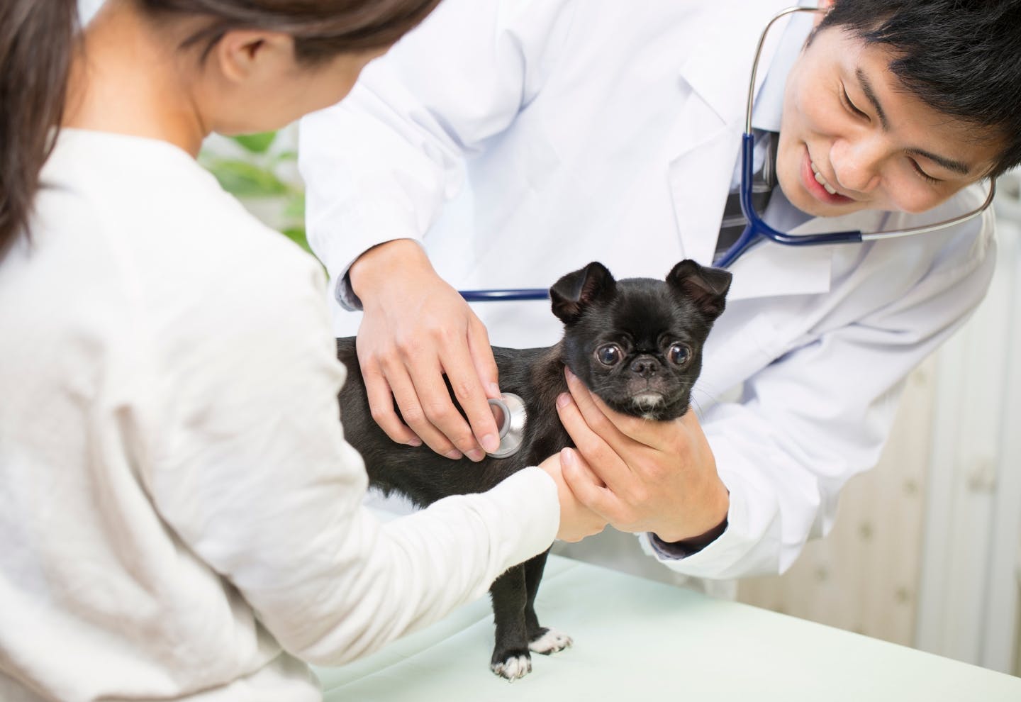 もしもの時に“ちゃんと使える”ペット保険、選べていますか？ 選び方と大切な5つのポイントを解説