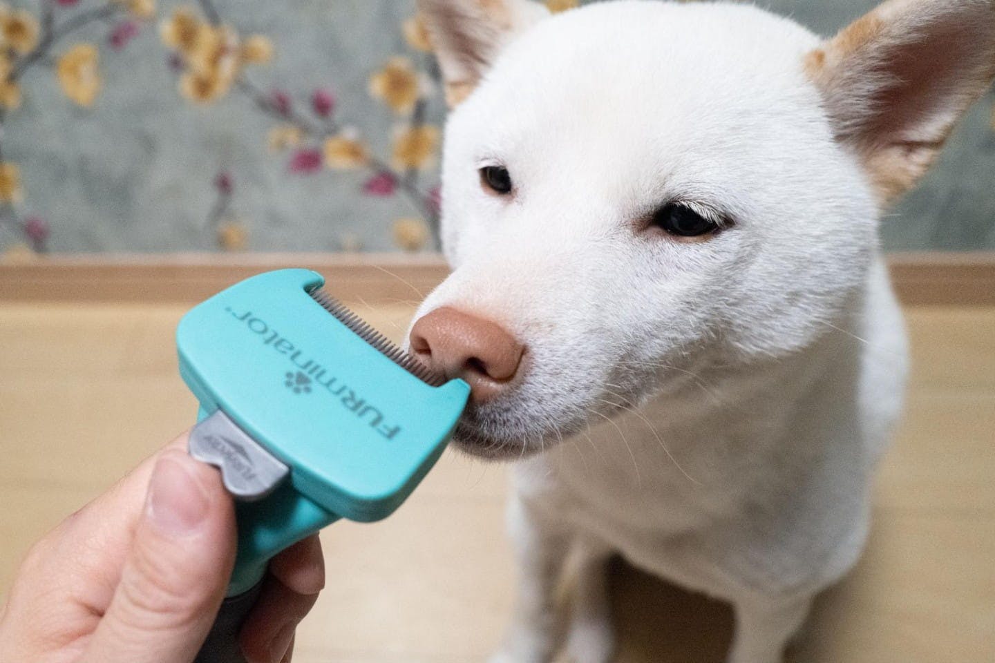 ファーミネーターに興味津々な柴犬