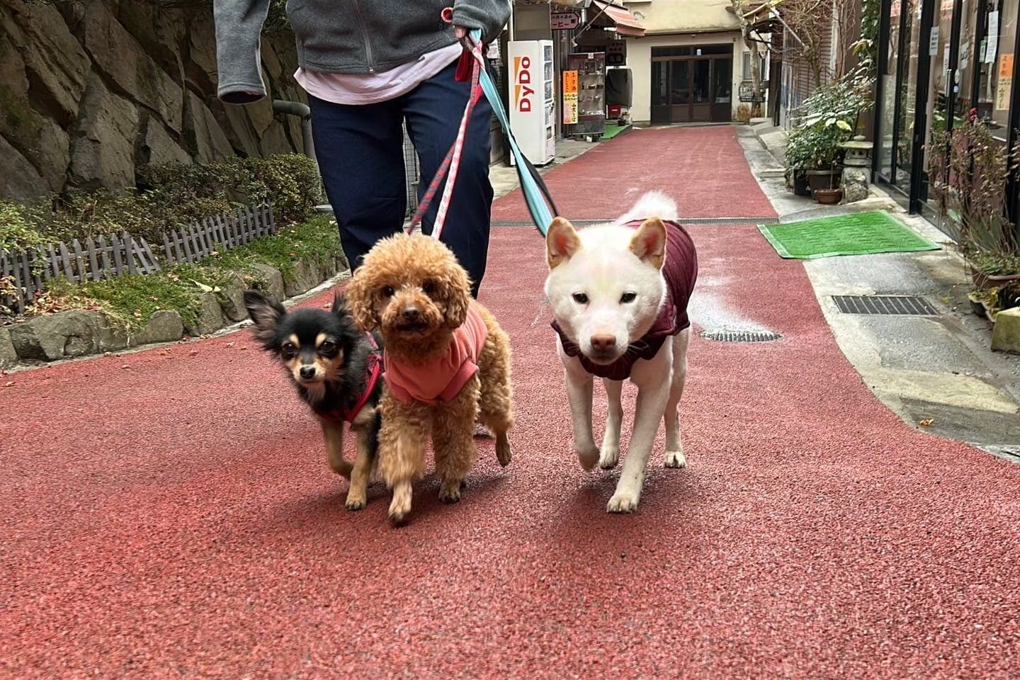 散歩する三匹の犬