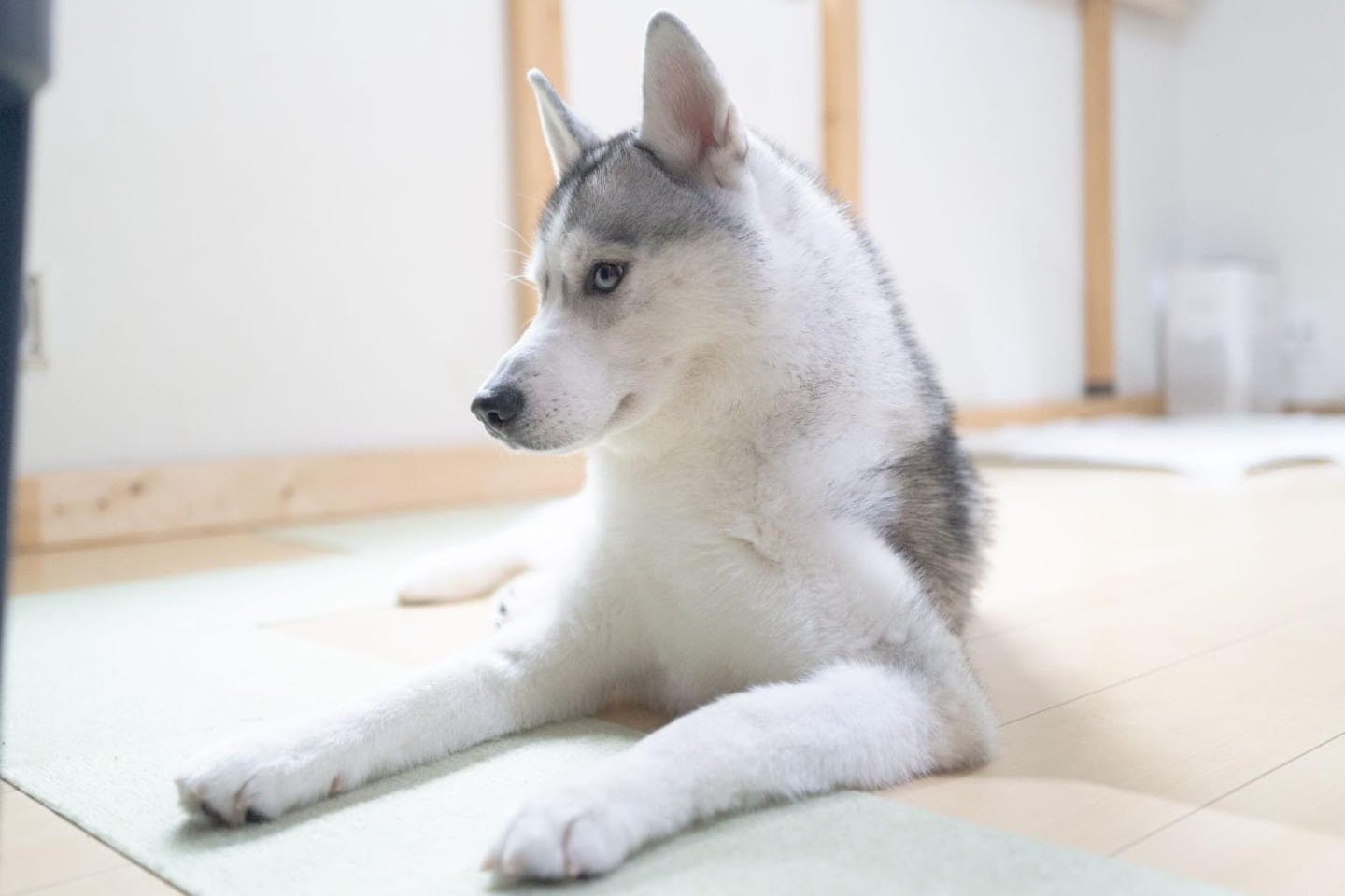 トイレはおうち派の蓮根