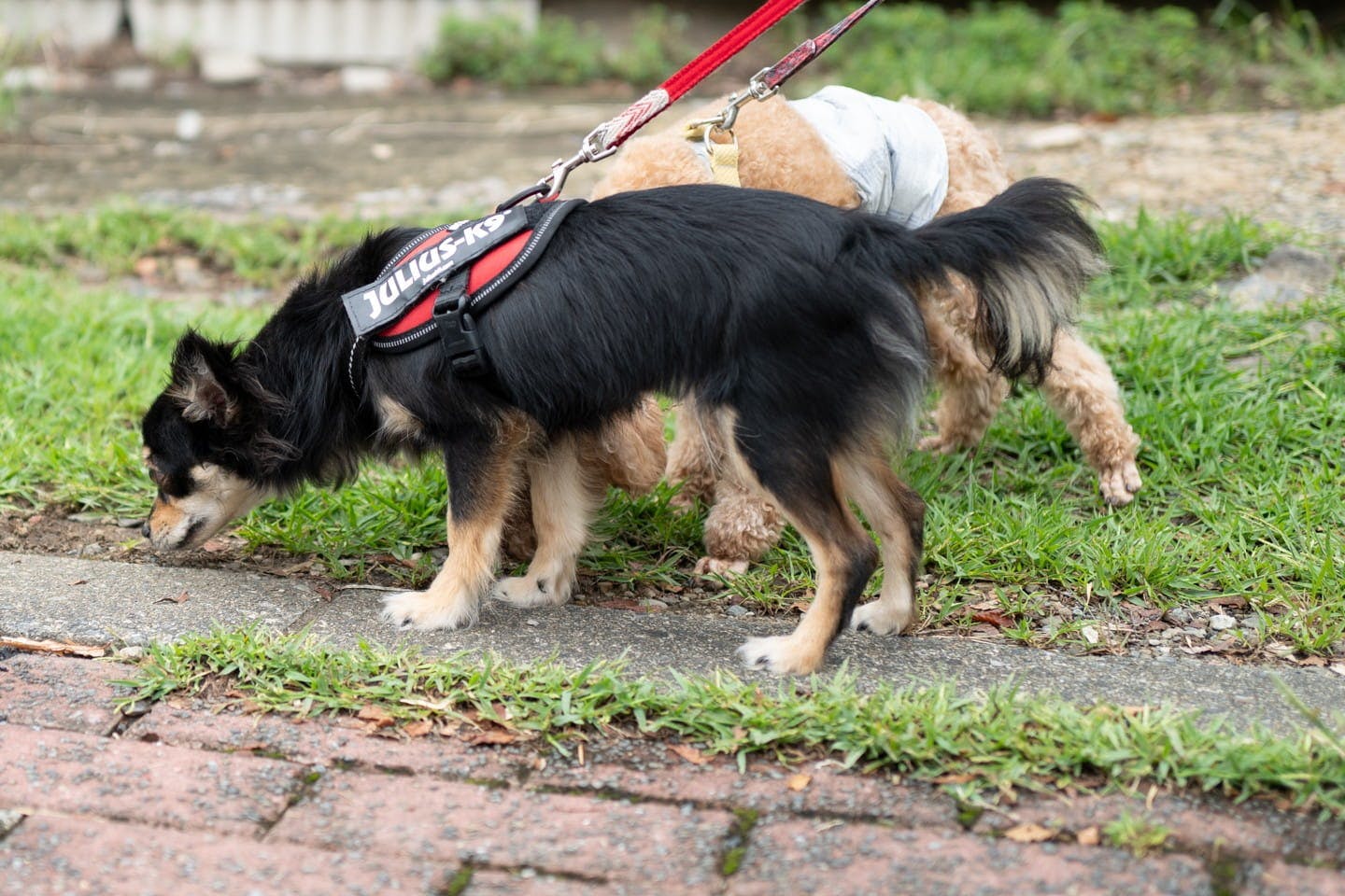 トイレ前のクンクンタイム