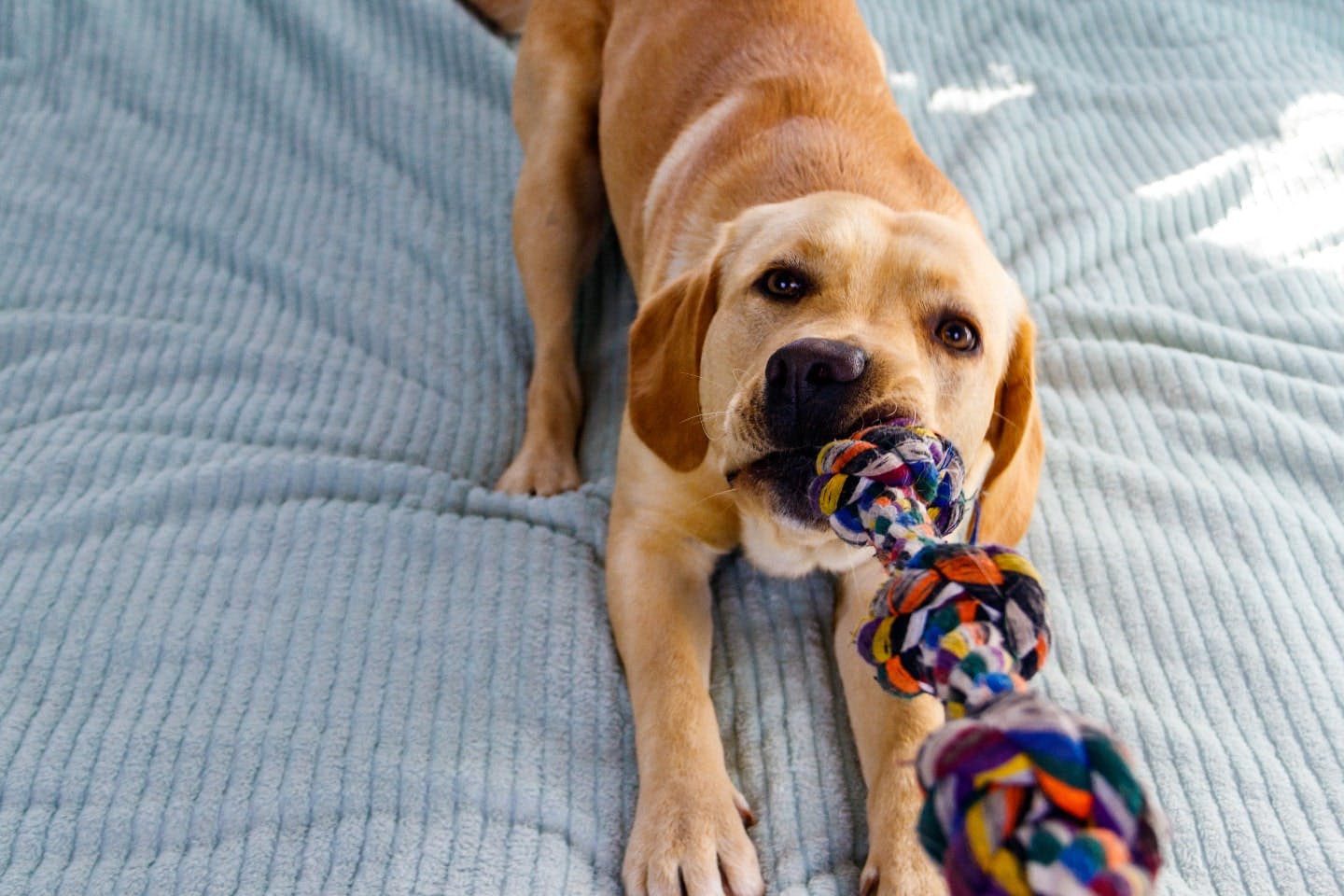 子犬の興奮を落ち着かせるしつけ(トレーニング)と環境づくり 子犬の興奮を落ち着かせるしつけ(トレーニング)と環境づくり