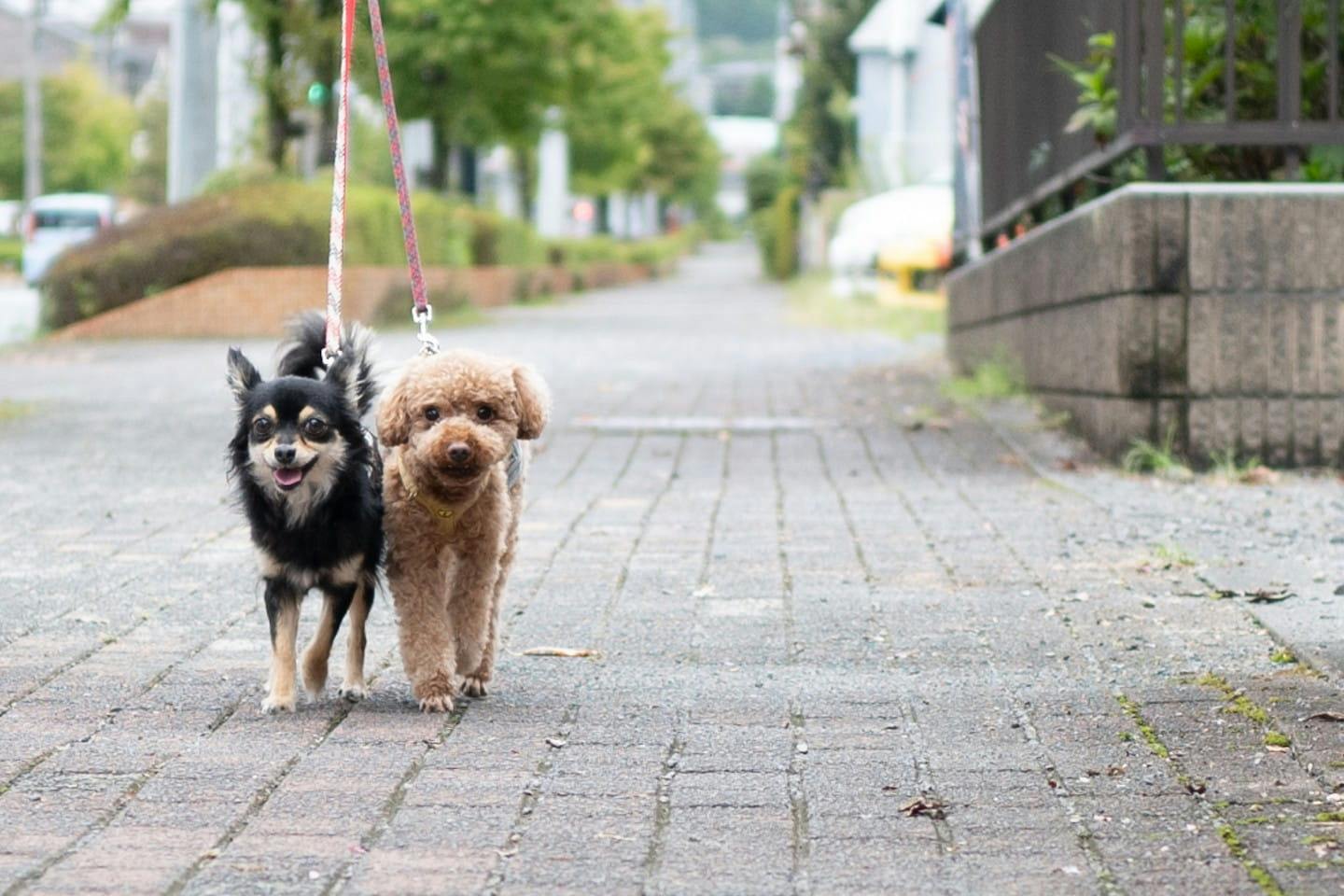 犬の散歩マナー「水かけだけ」で大丈夫？ 専門家と考える、これからの