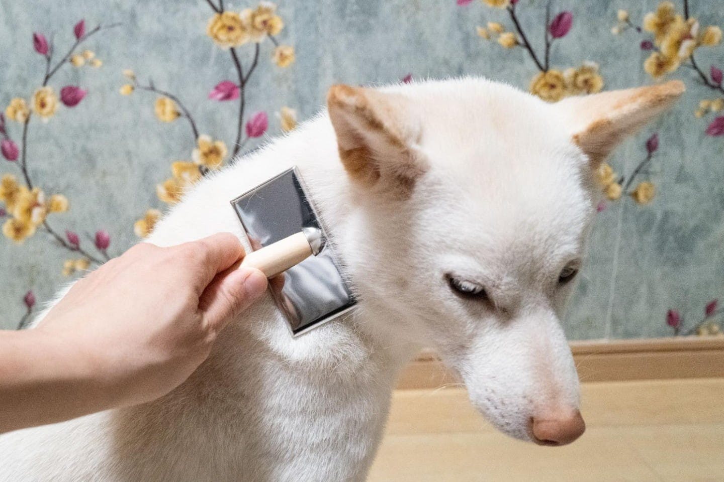 木柄スリッカーブラシで柴犬の毛をなでる