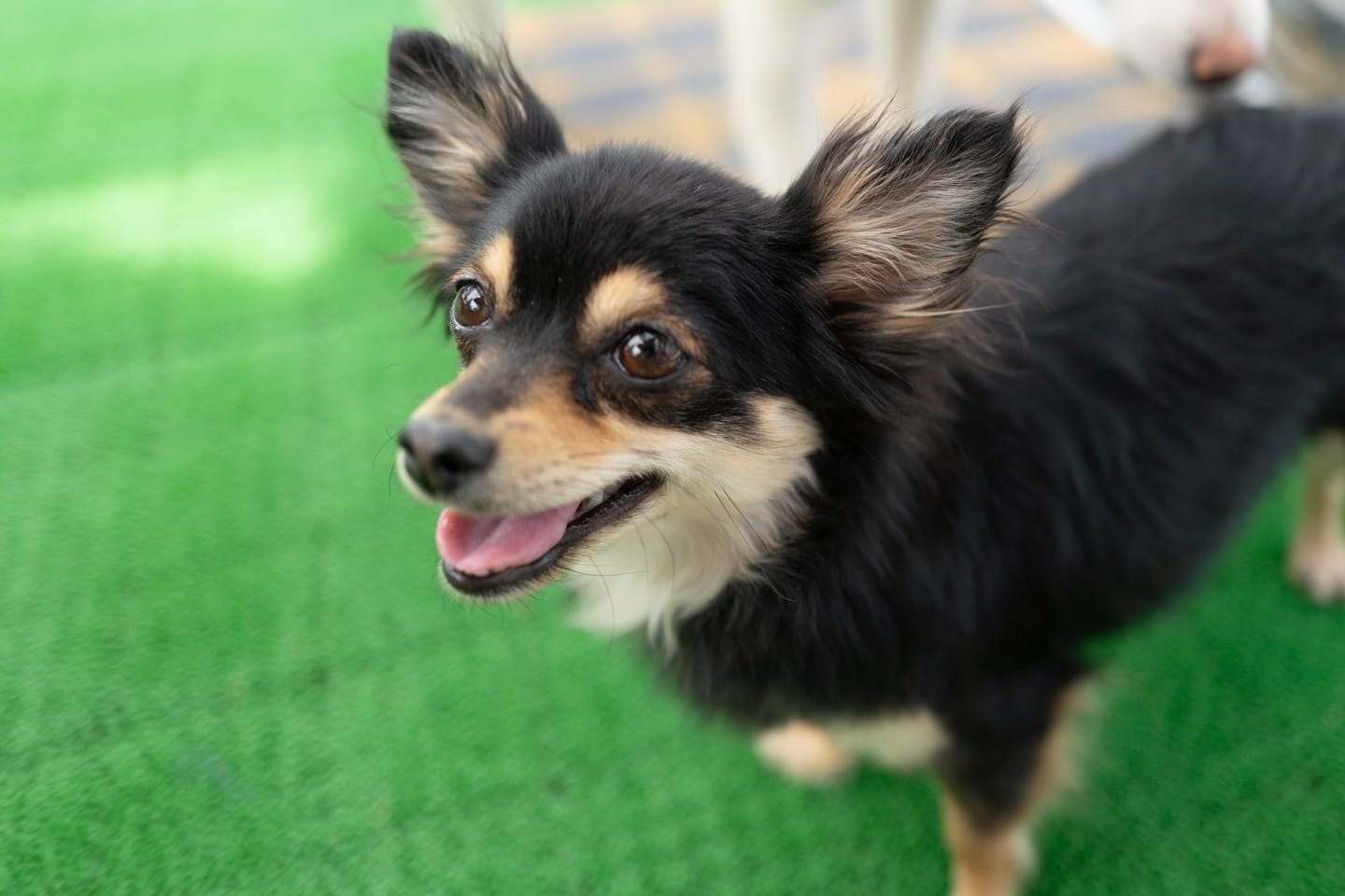 明るい表情の犬