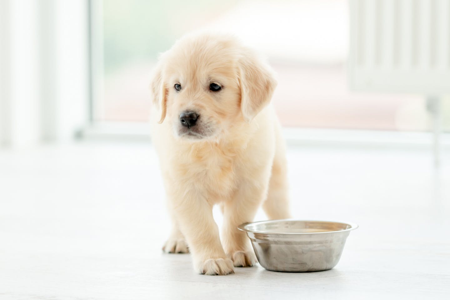 愛犬が人間用せんべいを食べてしまったら? 状況別・緊急対応ガイド 愛犬が人間用せんべいを食べてしまったら? 状況別・緊急対応ガイド