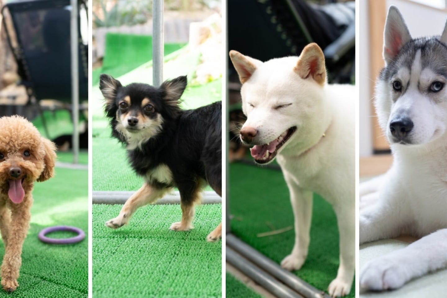 さまざまな犬種