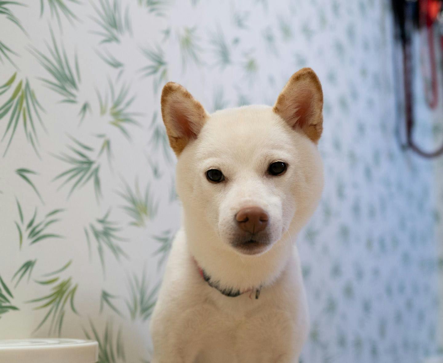 こちらを見つめる柴犬