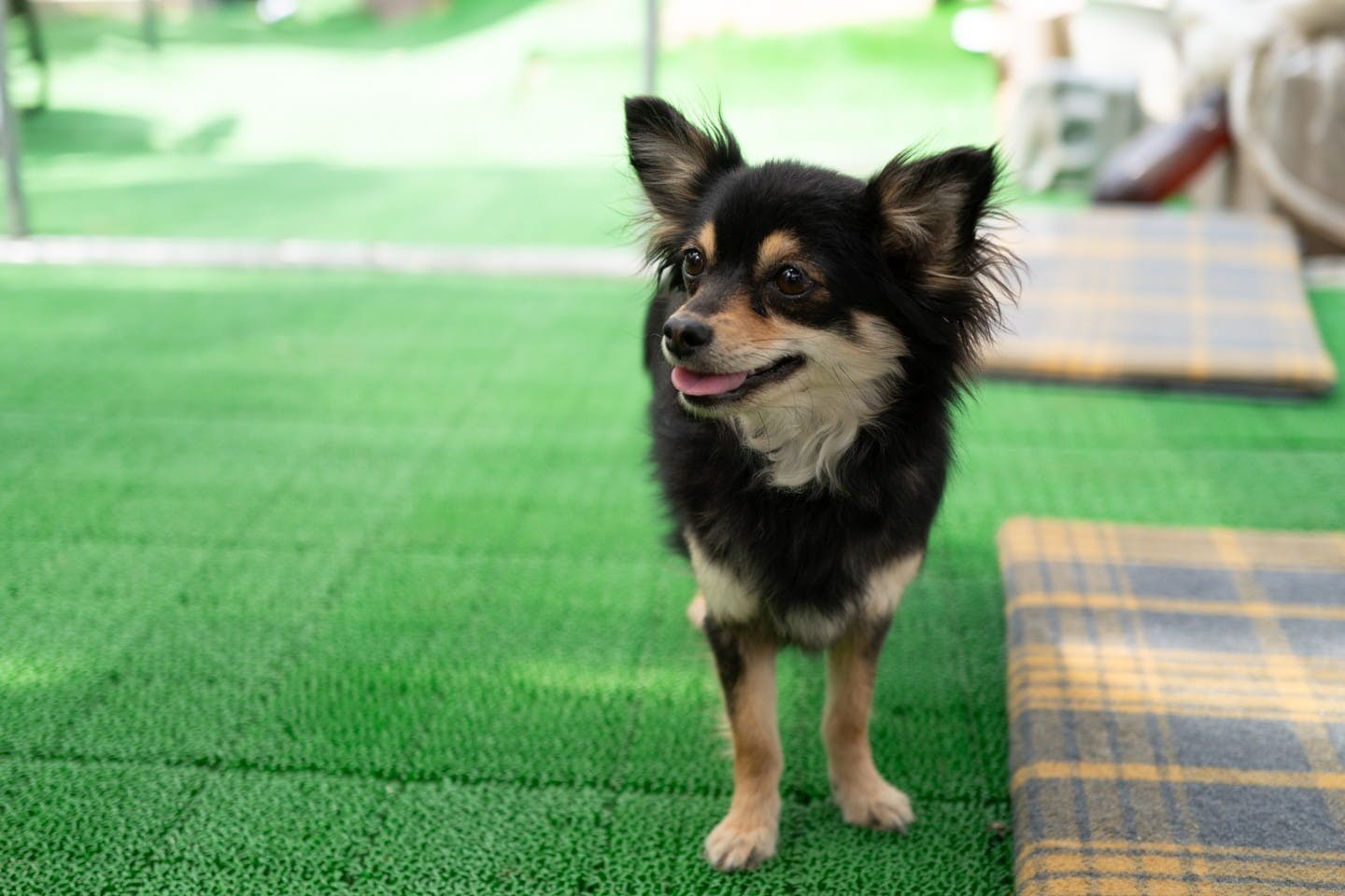 【換毛期を乗り越える】チワワの飼い主がガチ検証！カインズの犬用ブラシ5選