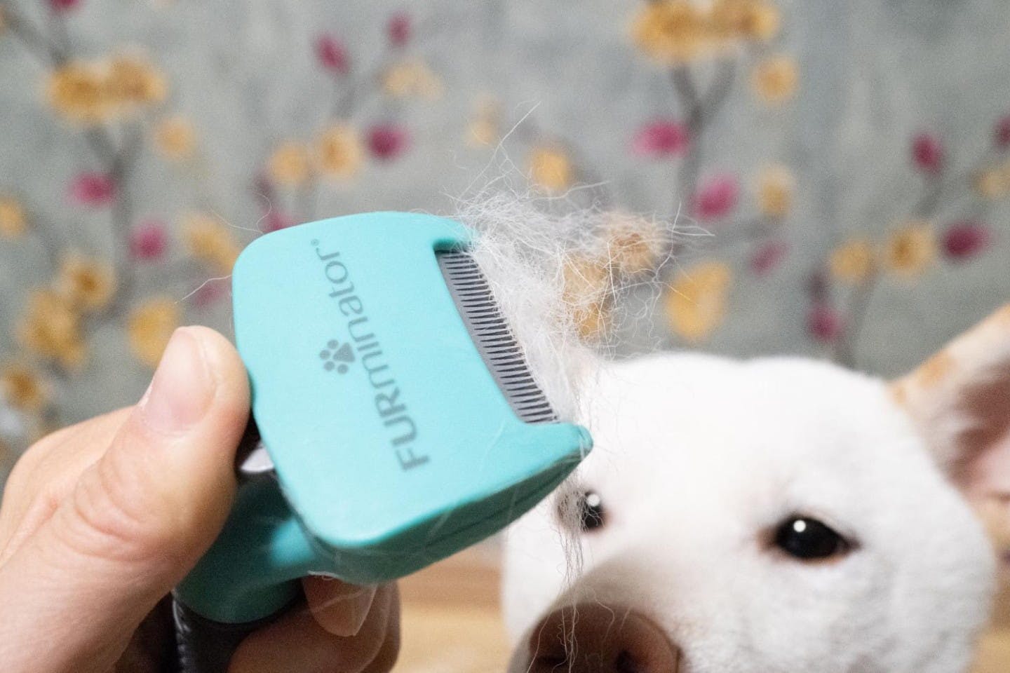 一度背中をとかしただけでご覧のとおり