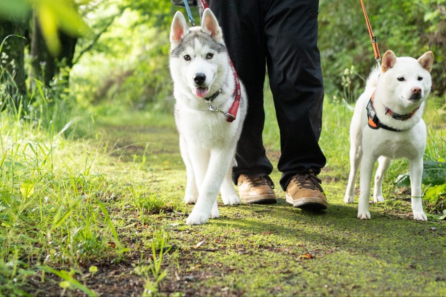 草むらを散歩する犬