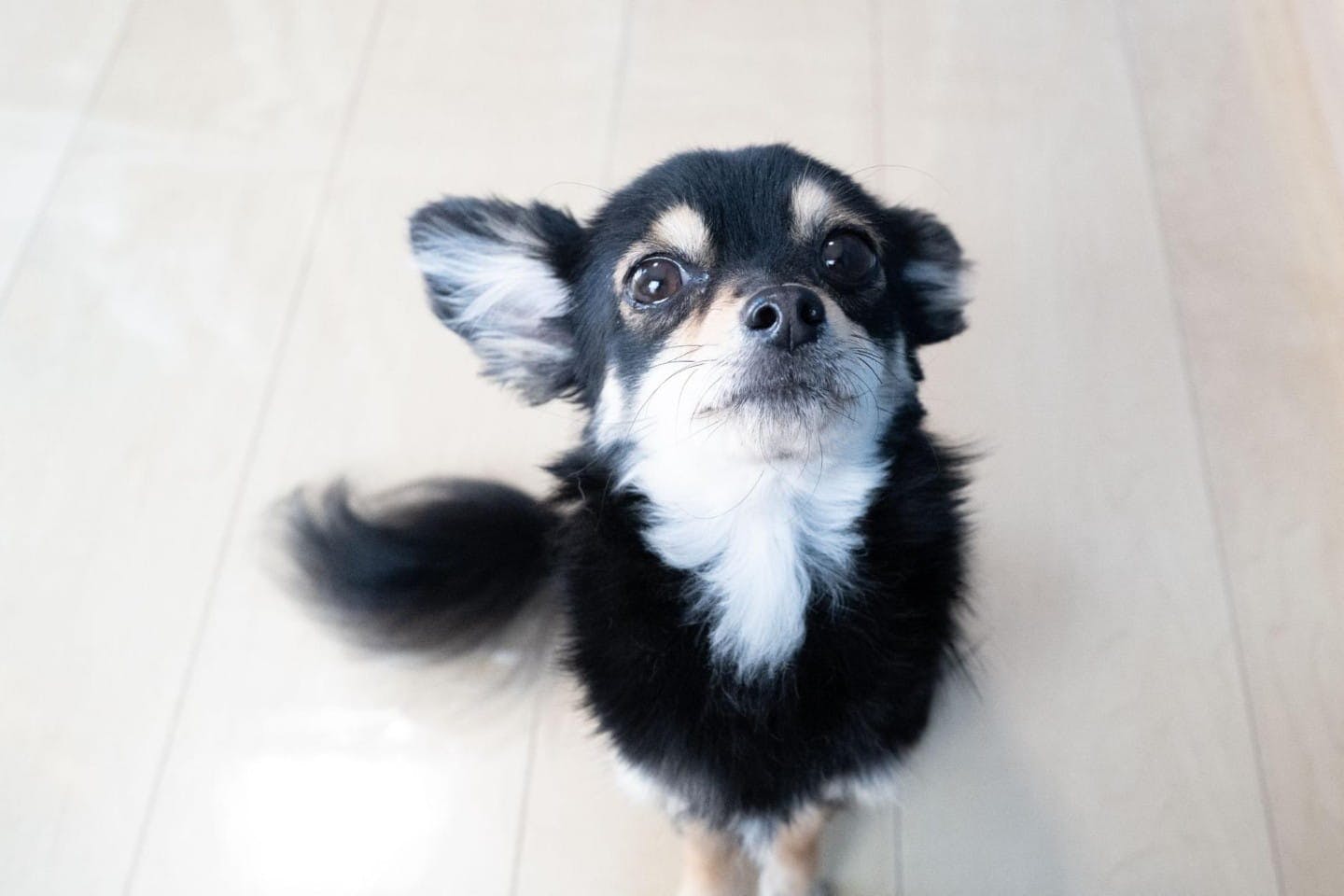 新しいブラシにビビりまくっていたこんぶ。ブラッシング後は少し誇らしげ