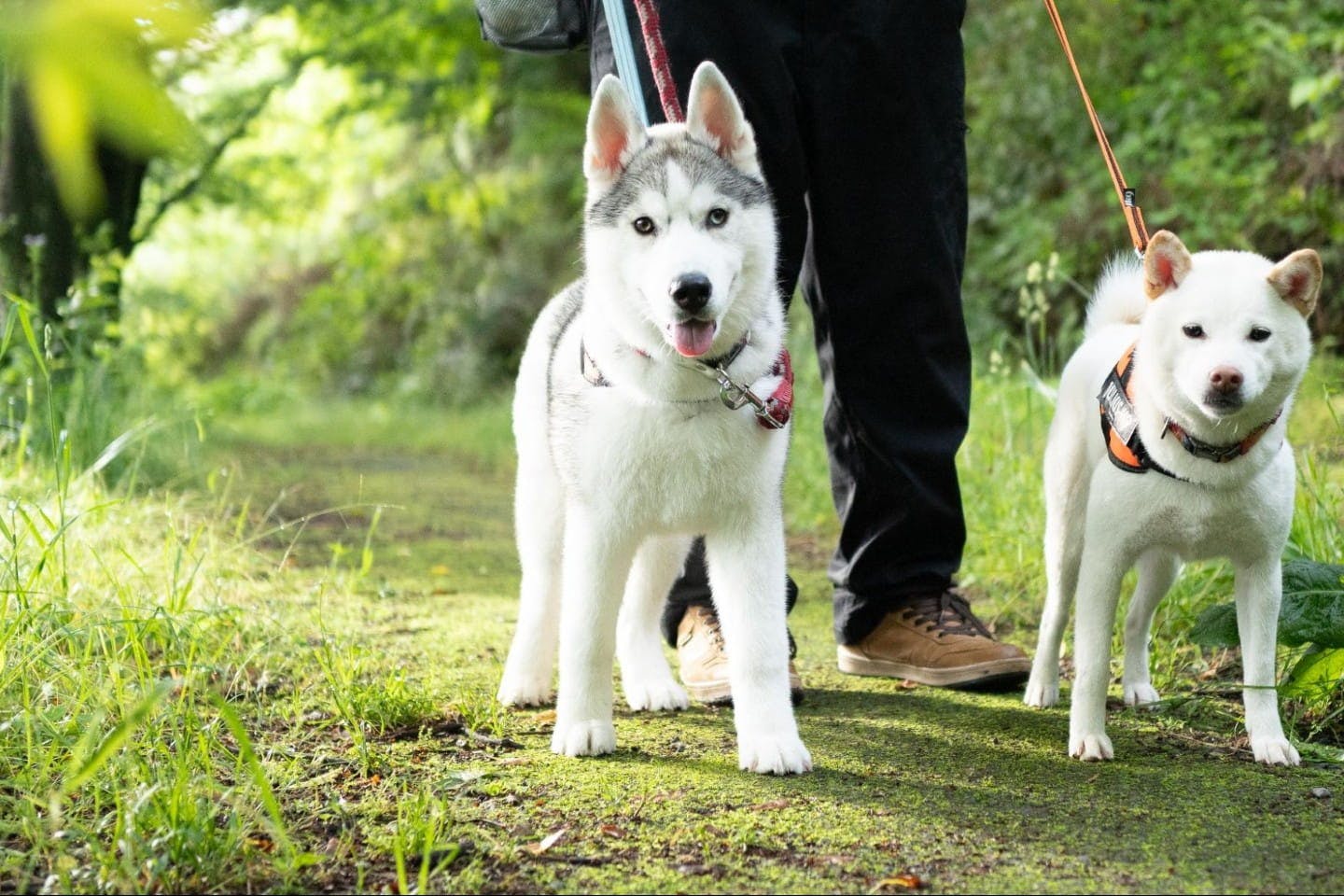 草むらを散歩する犬