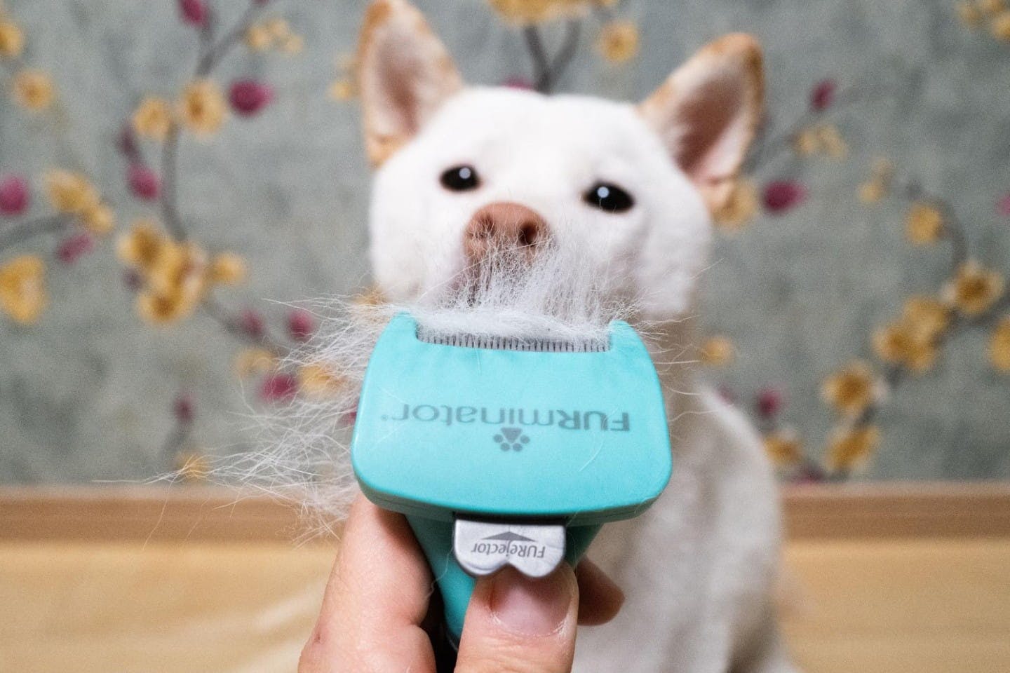 換毛期に勝つ！ 柴犬飼い主がガチ比較したカインズの犬用ブラシ5選