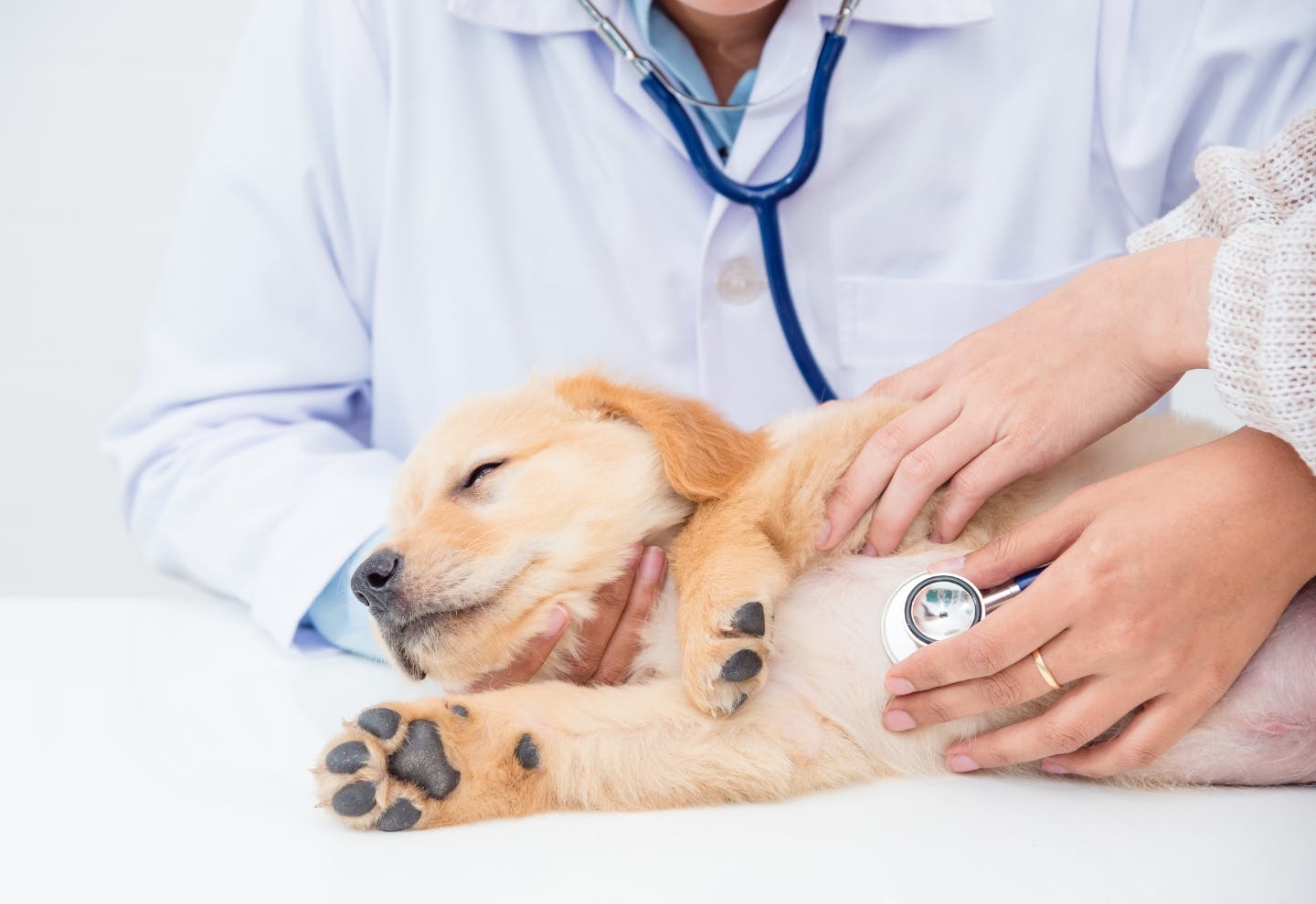 獣医師に相談できるサービスの付帯が重要