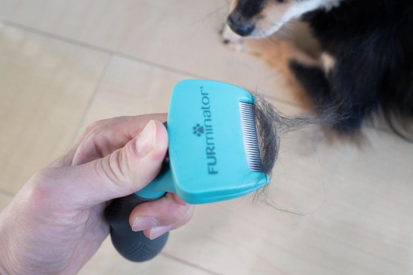 ブラシについた犬の毛