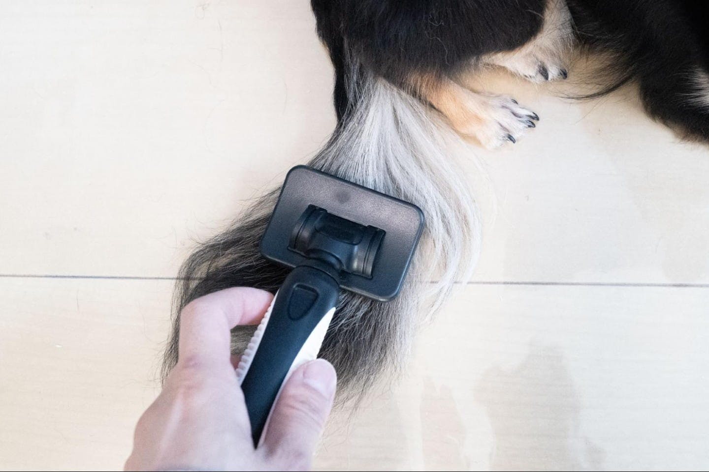 スリッカーブラシ Sで犬の尻尾をとく