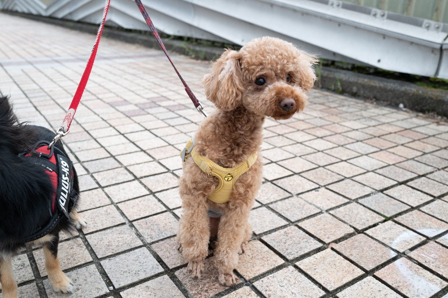 いつものトイレスポットから遠ざかり、悲しそうななっとう
