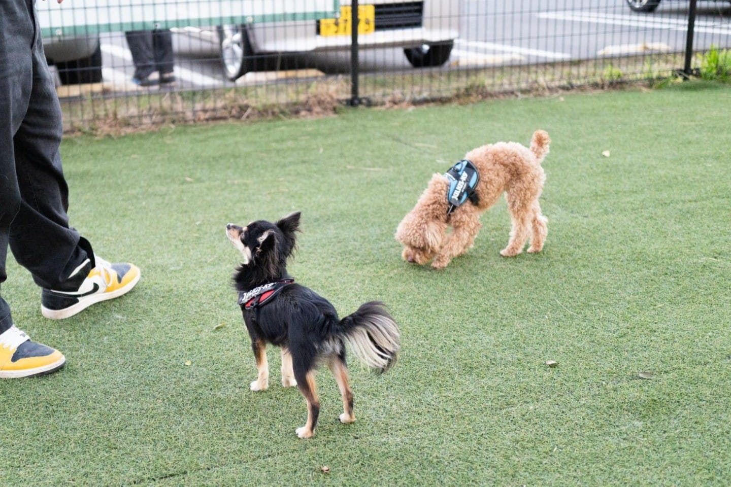 自慢のしっぽである