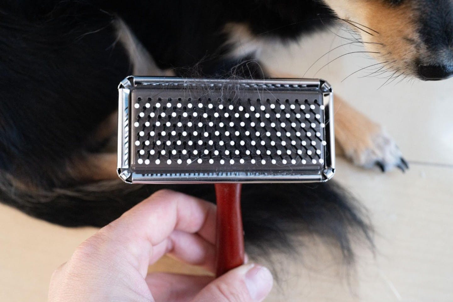 ソフトスリッカーブラシに絡んだ犬の毛