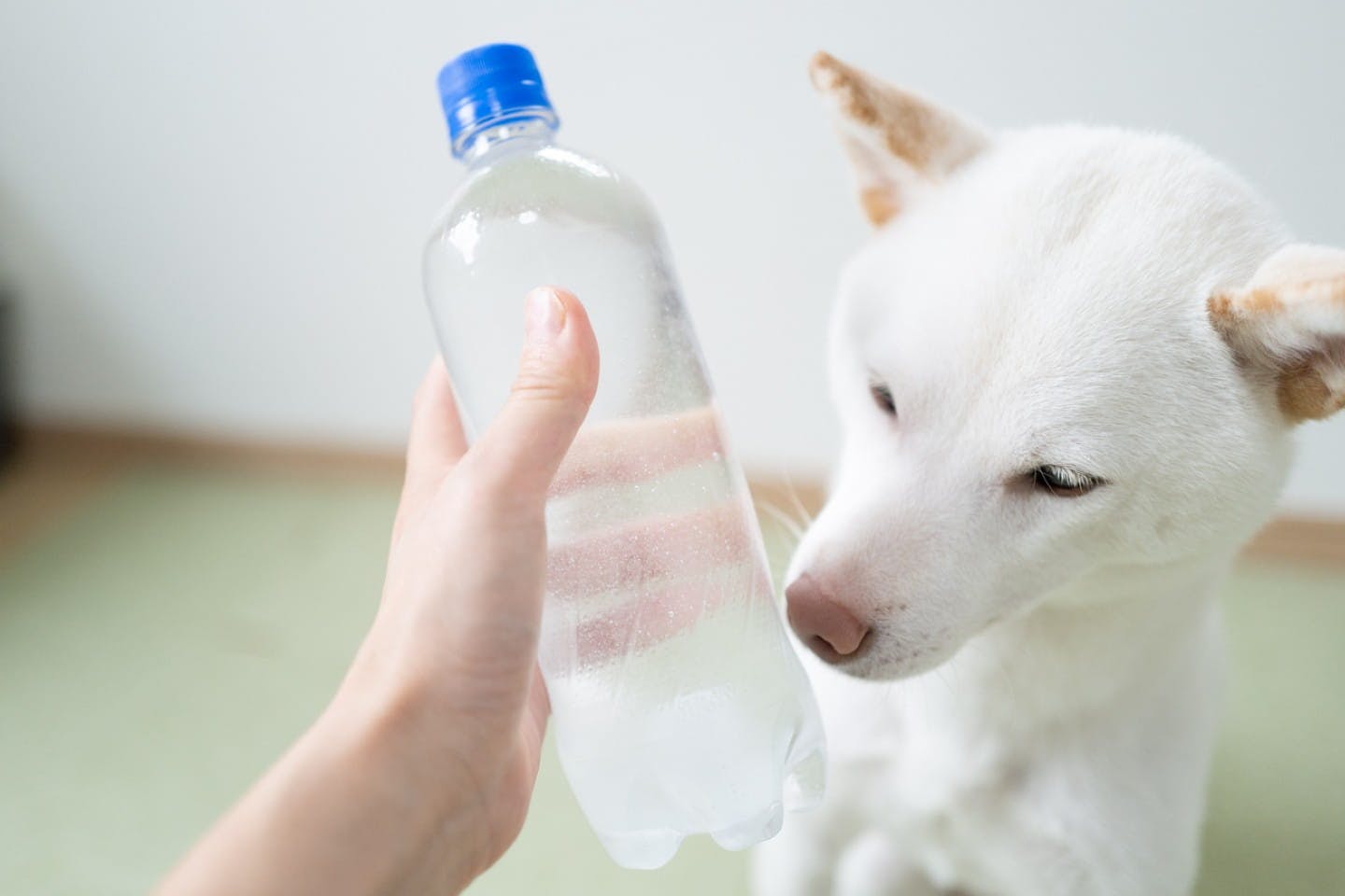 クエン酸マナー水を見つける犬