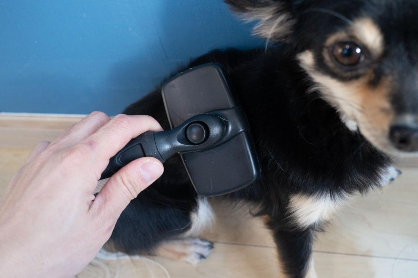 犬の胴体を大きなブラシでとかす