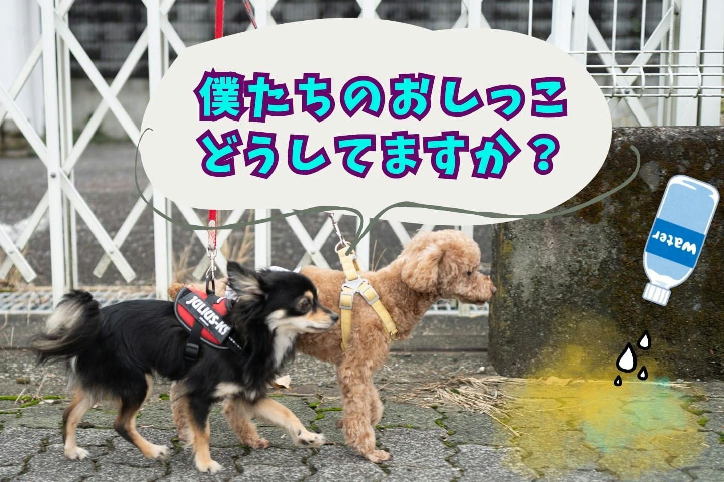 犬の散歩マナー「水かけだけ」で大丈夫？ 専門家と考える、これからの
