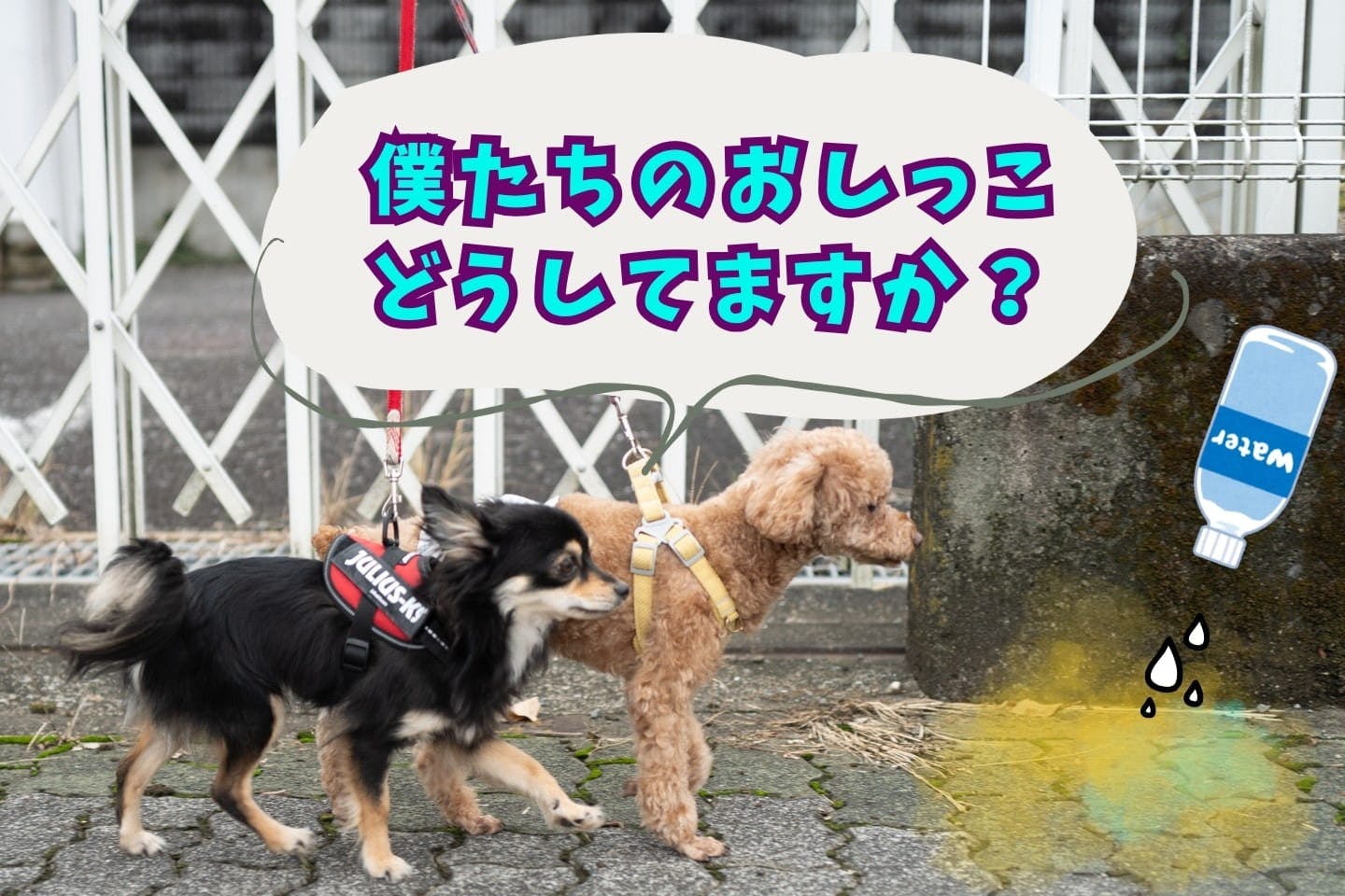 犬の散歩マナー「水かけだけ」で大丈夫？ 専門家と考える、これからの新常識