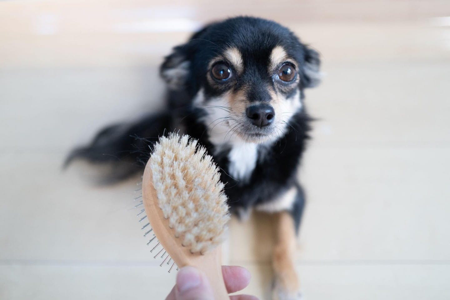 いつもと違うブラシが出てきてビビるこんぶ。すまん…
