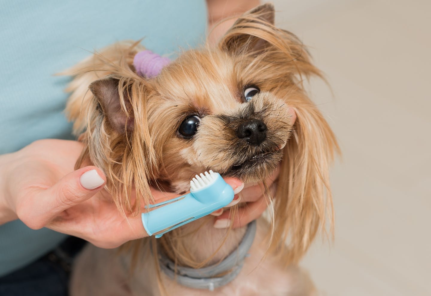 ペット保険は愛犬との暮らしの大切な備えのひとつ