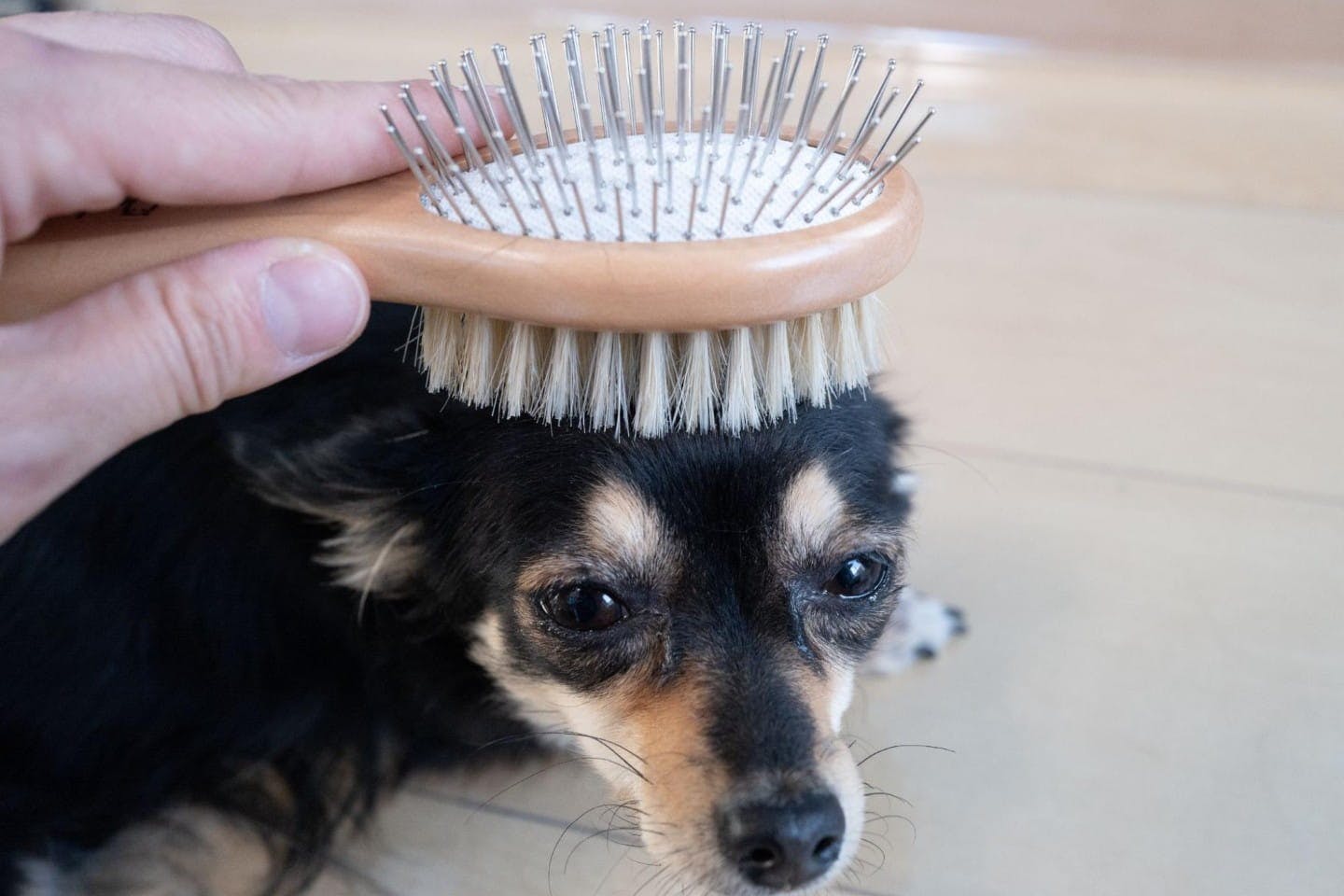 気持ちよさそうな顔でブラッシングされる犬