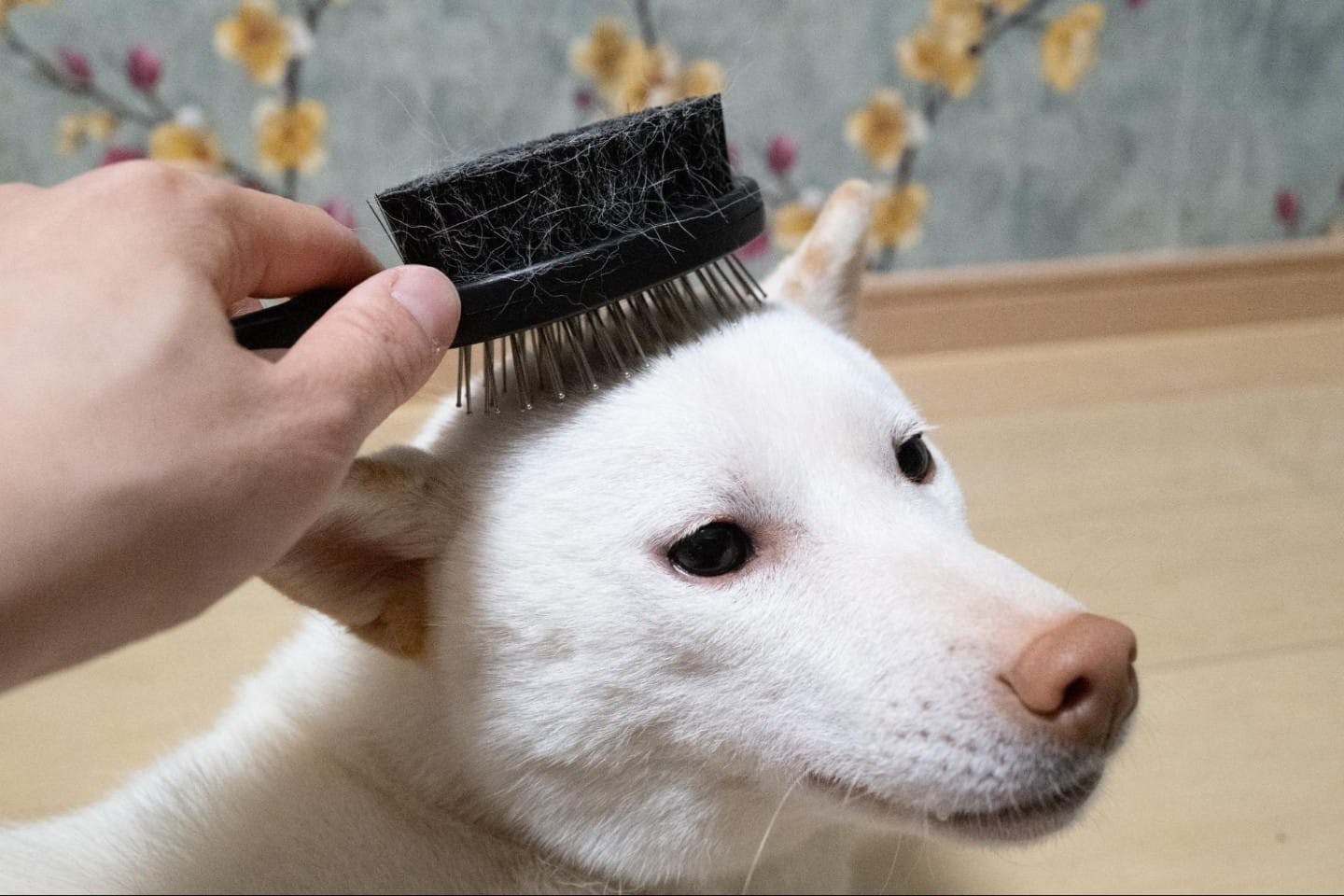 ダブルクッションブラシで柴犬の頭をブラッシング