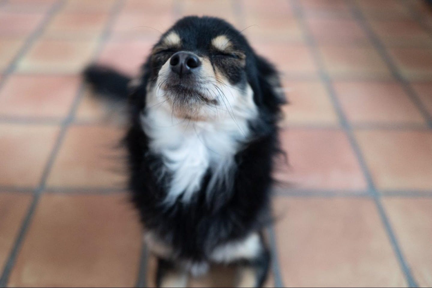 大好きな飼い主に褒められるのはいつだって嬉しい！