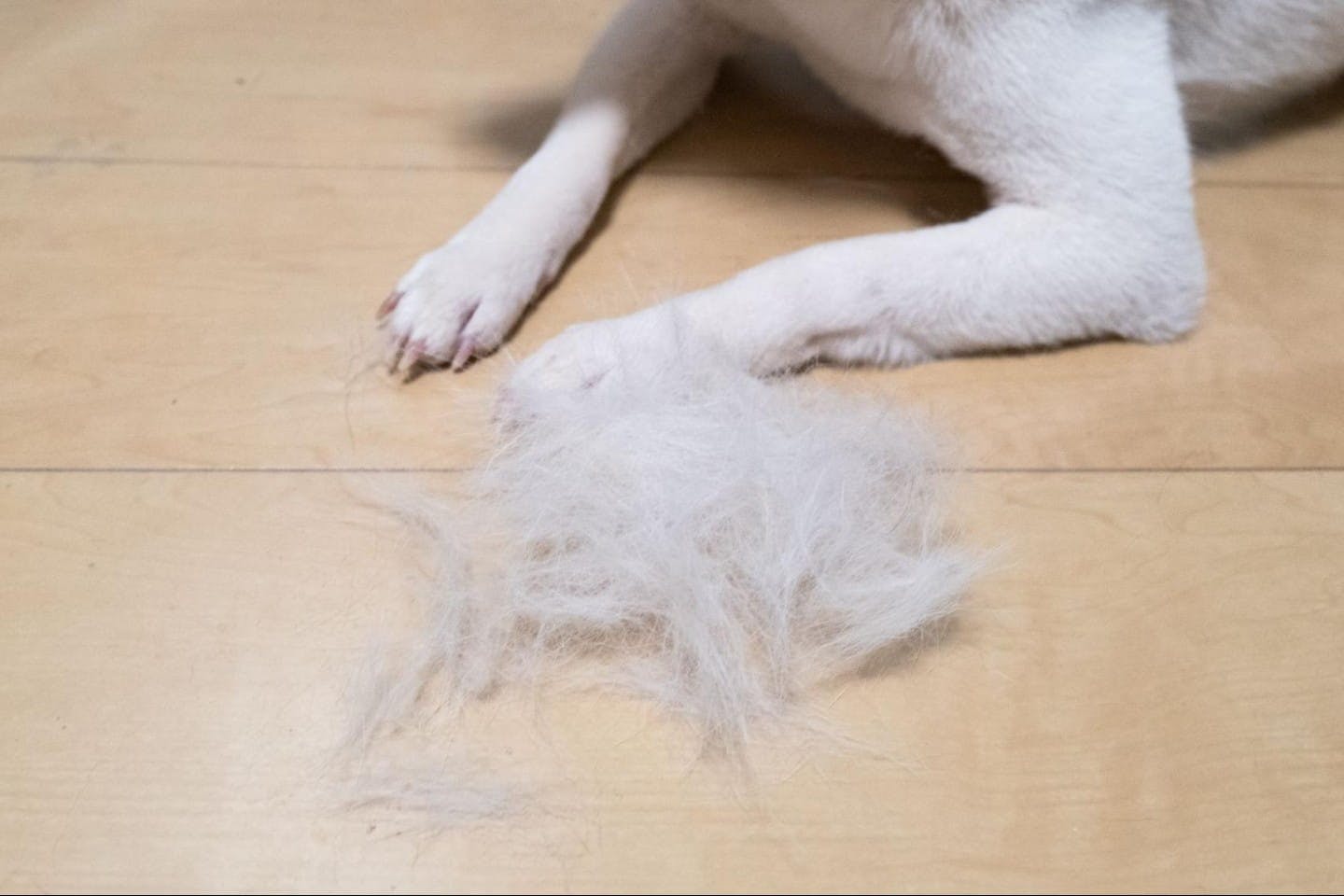 柴犬の抜け毛対策をするならカインズへ！おすすめグッズ4選|ワンクォール