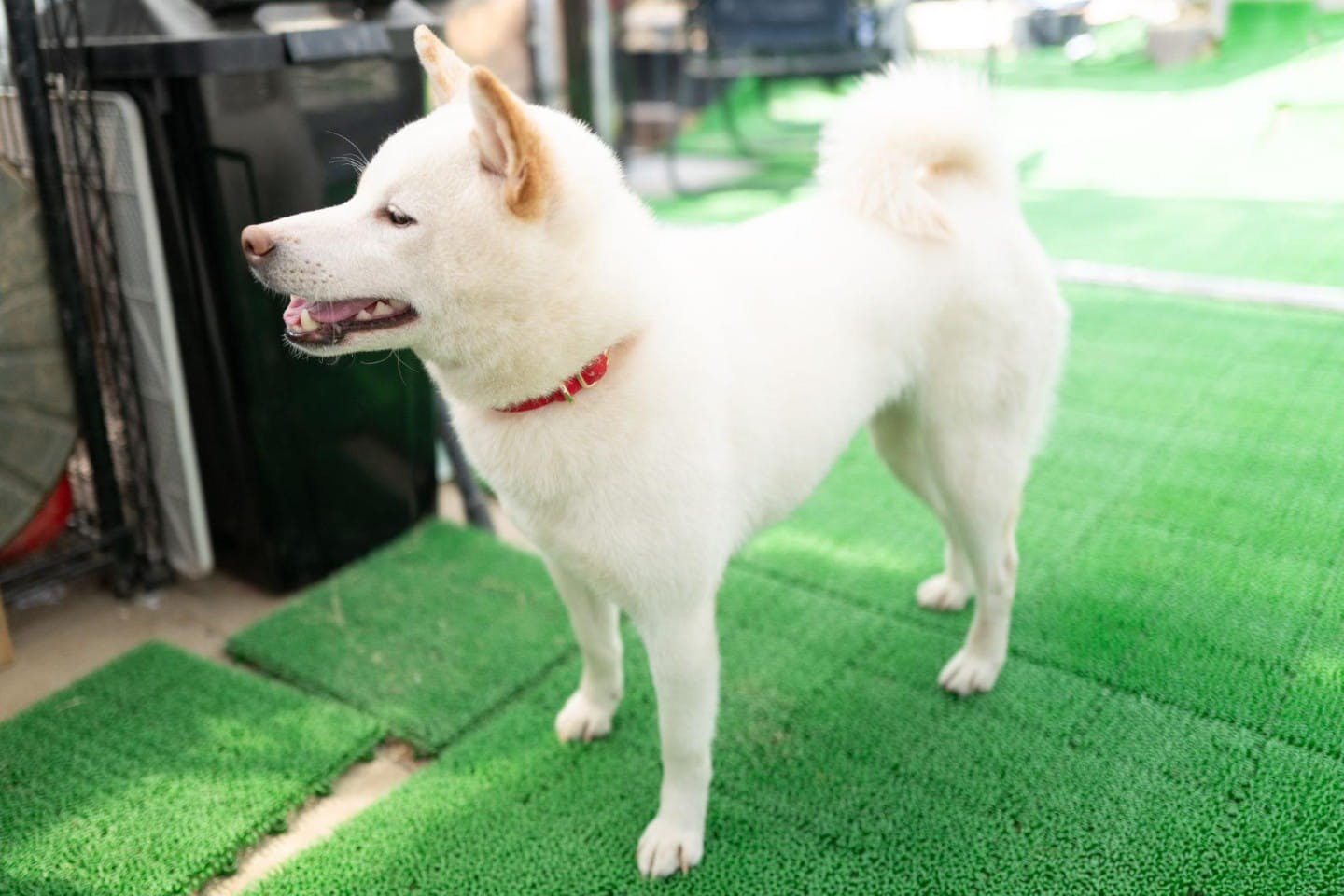 柴犬の被毛は上毛と下毛の二層構造 柴犬の被毛は上毛と下毛の二層構造