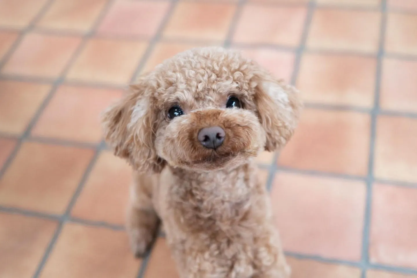 こちらを見つめるトイ・プードル