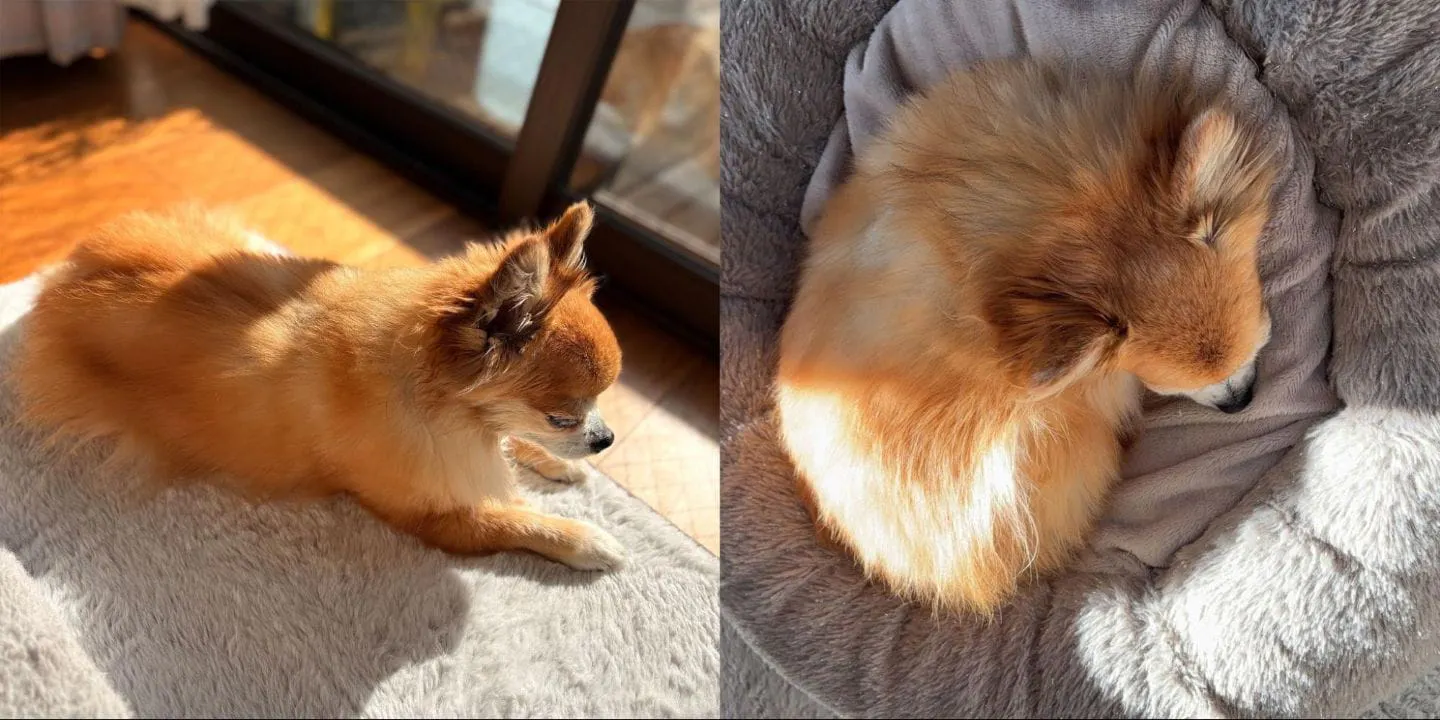 日向ぼっこをしたり、寝て過ごしたりする犬