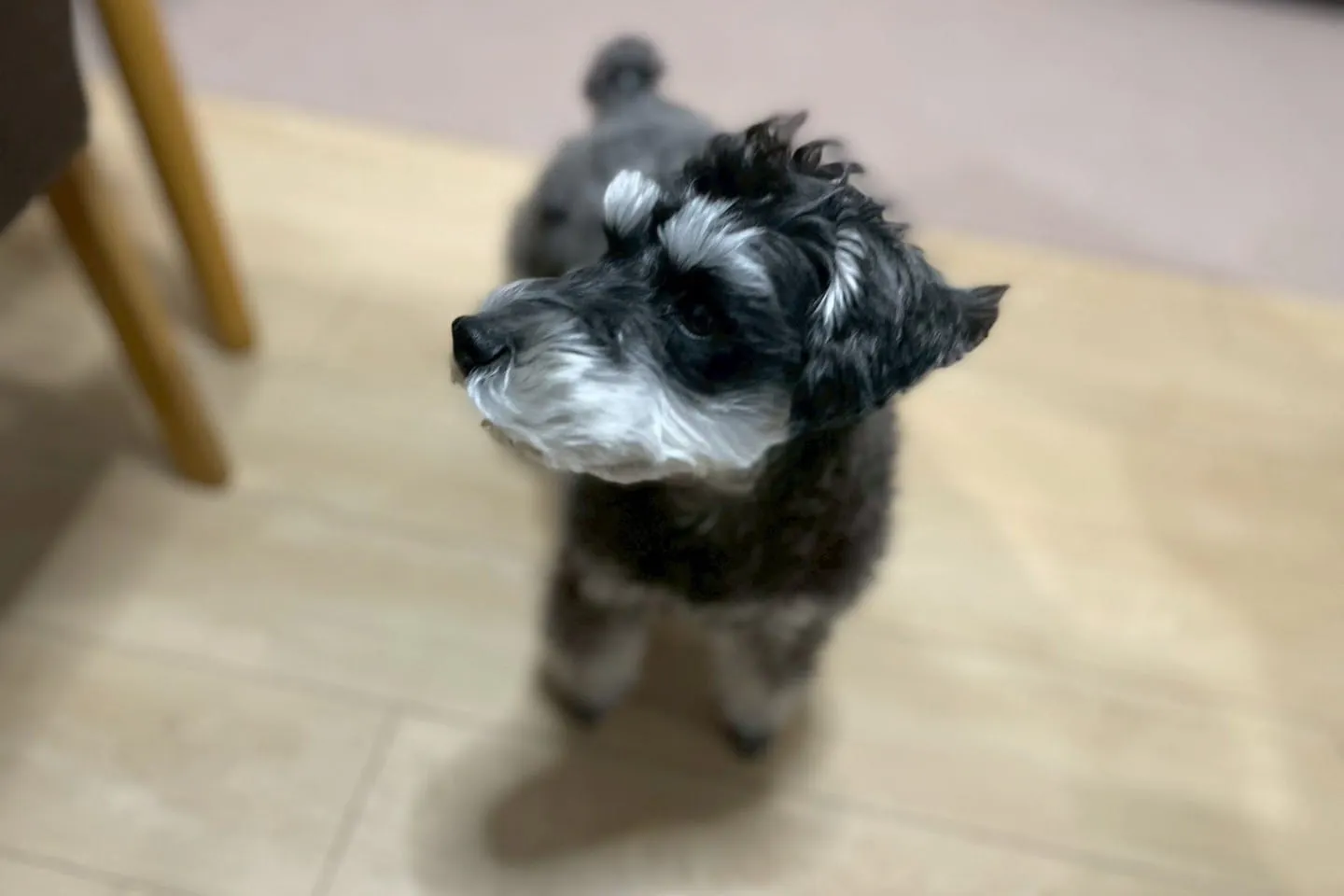 何かを探しているように周囲を見回すミニチュアシュナウザー