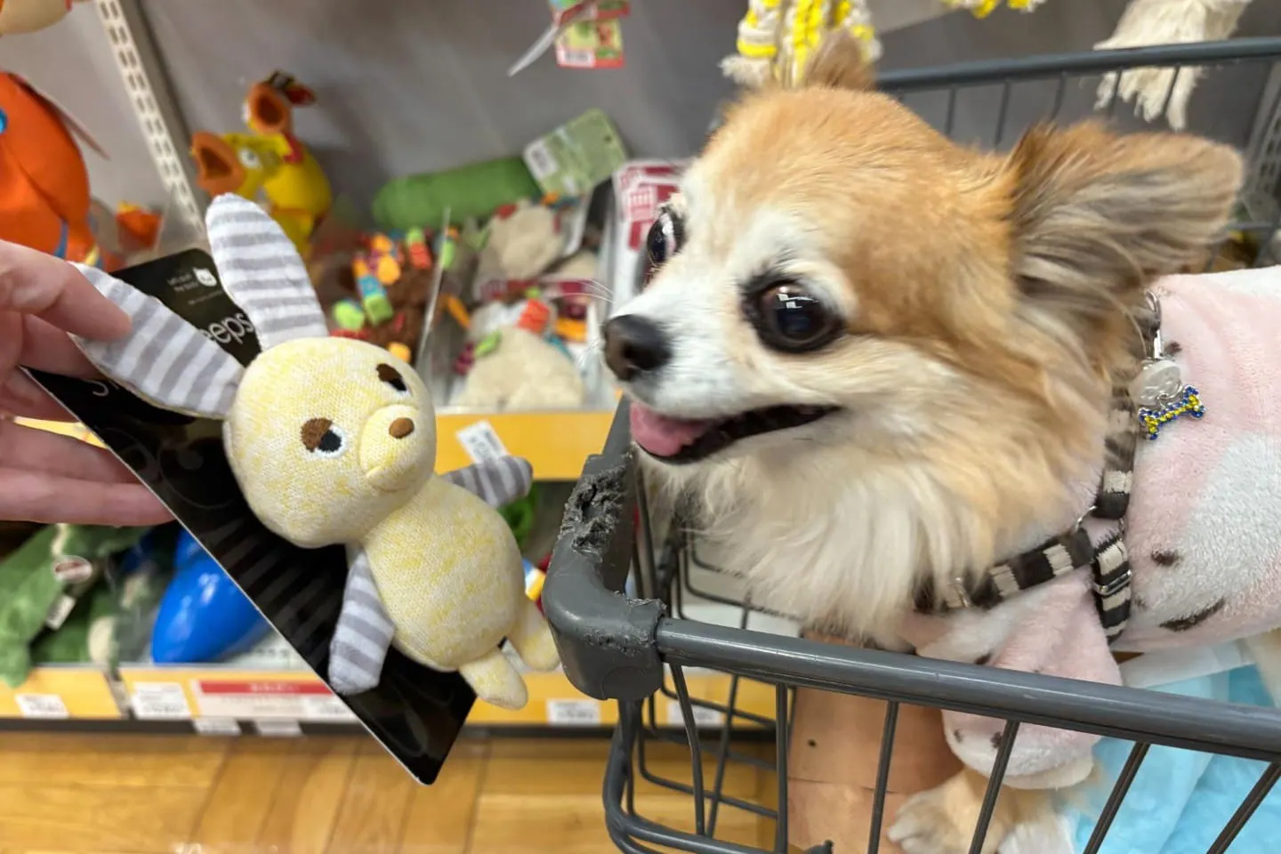 おもちゃを見つめるチワワ