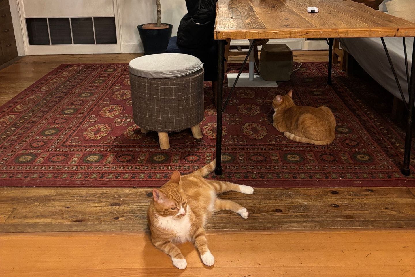 レイルがいないリビングは広々としている
