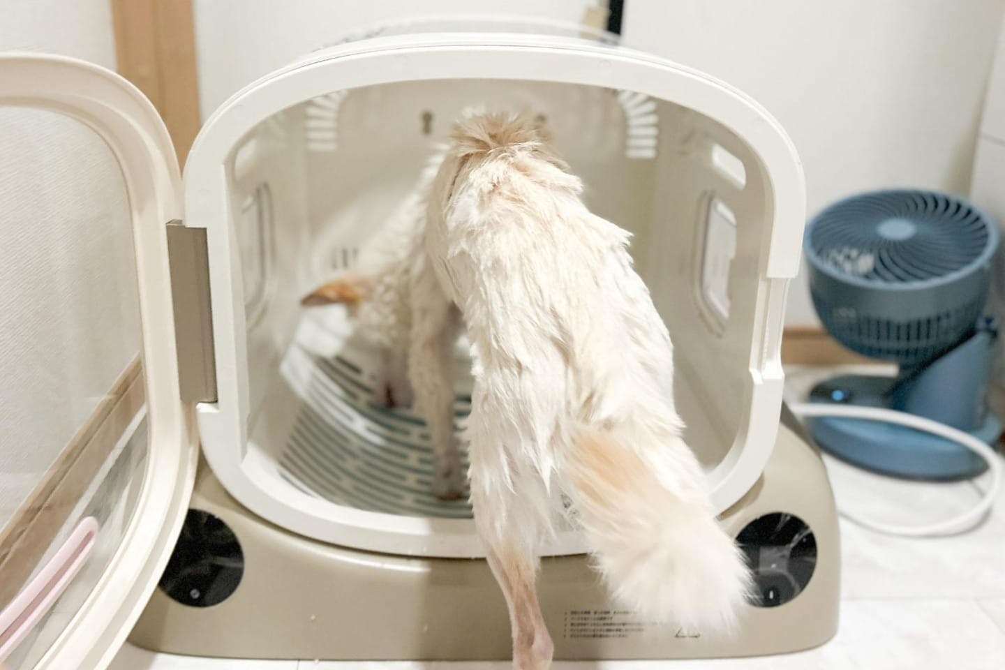 ドライヤールームに入る柴犬 ドライヤールームに入る柴犬